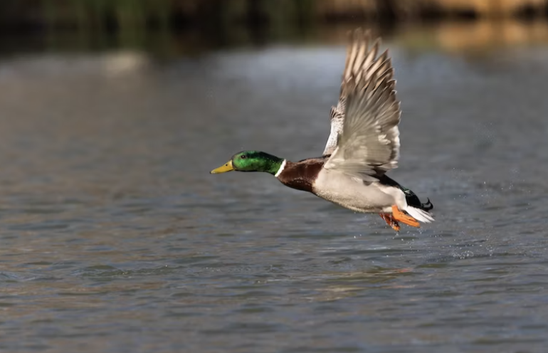 Duck flying over water
